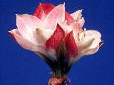 Treasury of Prayers, Catholic inspirations, meditations, reflexions - Prayer of the soul
