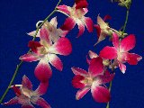 Catholic Prayers - Traditional - Meditations, inspirations - Mysteries of the Rosary - meditations